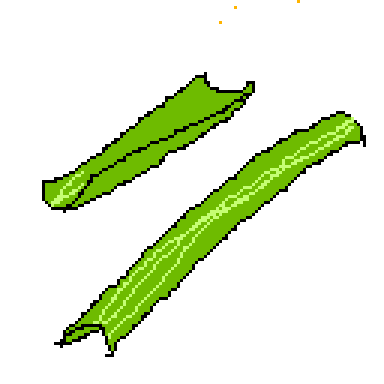 celery