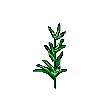 rosemary