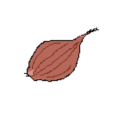 shallot