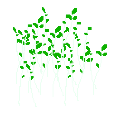 sprouts